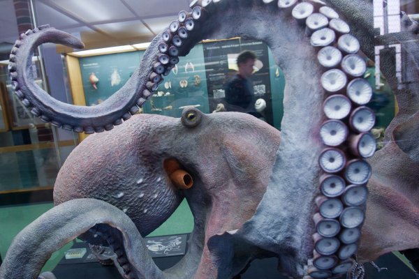 Kraken актуальное